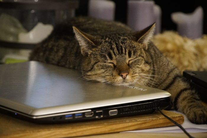 cat sleeping on a computer 